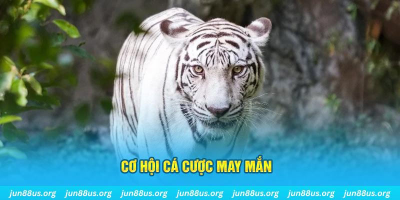 cá cược bóng đá là gì