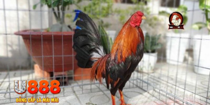 w88vn casino máy tính