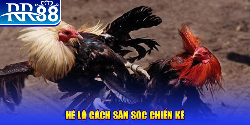 chọi gà c1