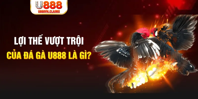 hòn gà chọi